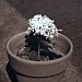 Sun-Tan (SANTAN) flower pot by gavincci