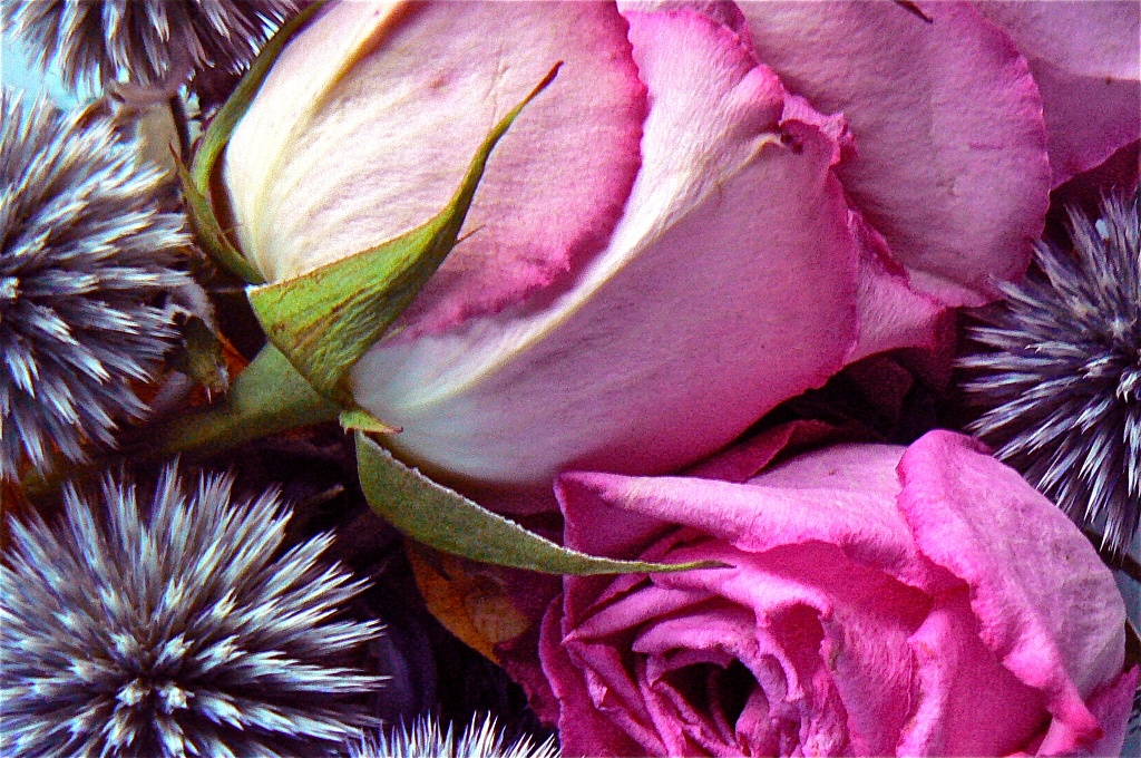 rose and thistle by reba