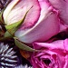 rose and thistle by reba