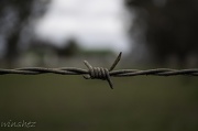 18th Aug 2011 - barbed wire
