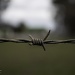barbed wire by winshez