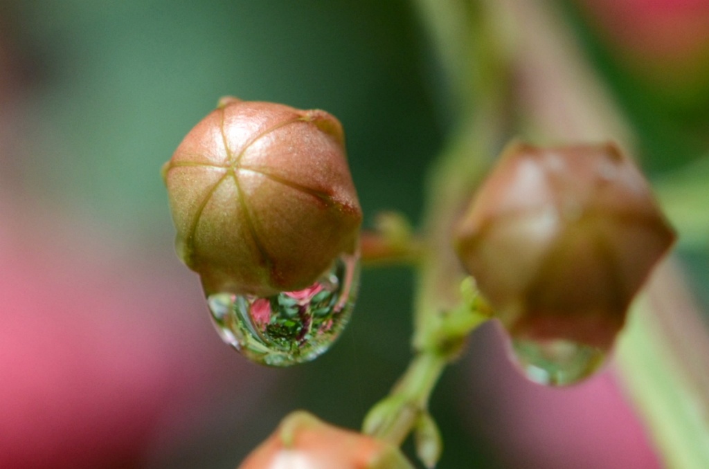 Reflection on Raindrop by sharonlc