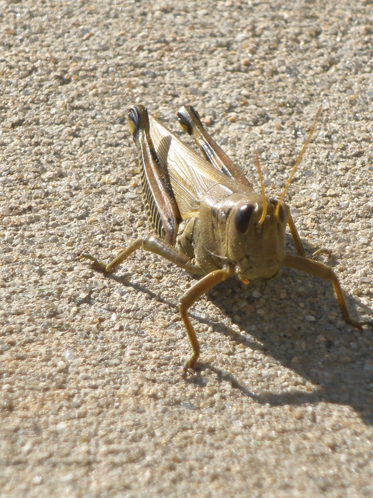 Aaah, Grasshopper!!! by kdrinkie