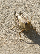 17th Aug 2011 - Aaah, Grasshopper!!!
