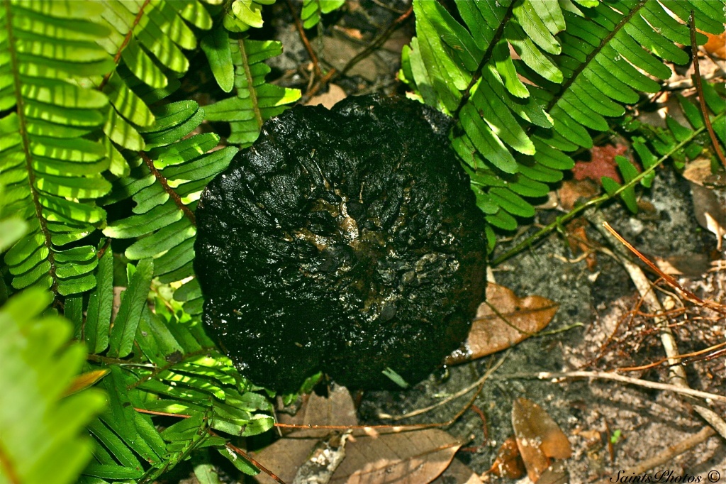 Black Mushroom ???? by stcyr1up