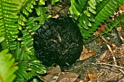 18th Aug 2011 - Black Mushroom ????