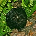 Black Mushroom ???? by stcyr1up