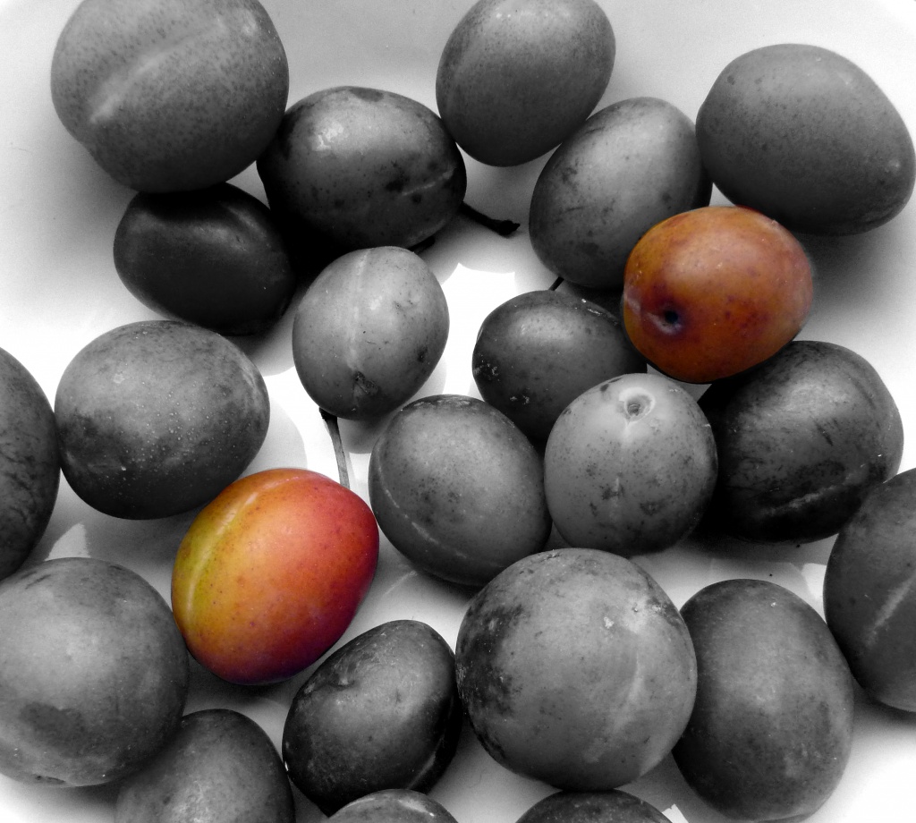 Plums by phil_howcroft