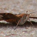 Butterfly Walk by grammyn