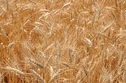 18th Aug 2011 - Amber Waves Of Grain