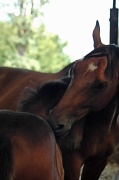 18th Aug 2011 - The foal #3