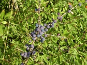 17th Aug 2011 - Sloes