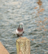9th Aug 2011 - Announcing - The Incredible Balancing Pigeon