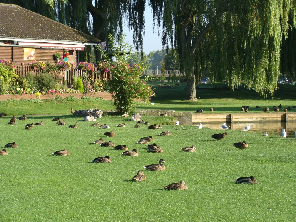 Sleeping ducks by busylady