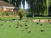 19th Aug 2011 - Sleeping ducks