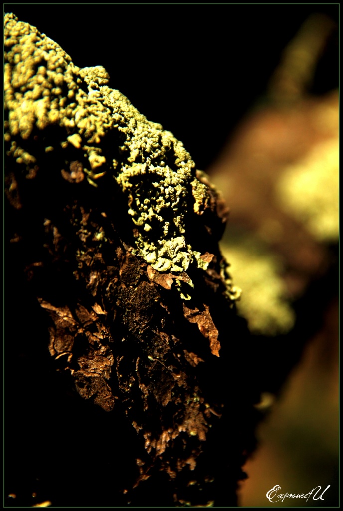 A Bit of Moss by exposure4u