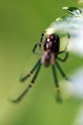 19th Aug 2011 - bokeh spider