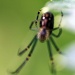 bokeh spider by pocketmouse