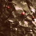 Berries  by mej2011