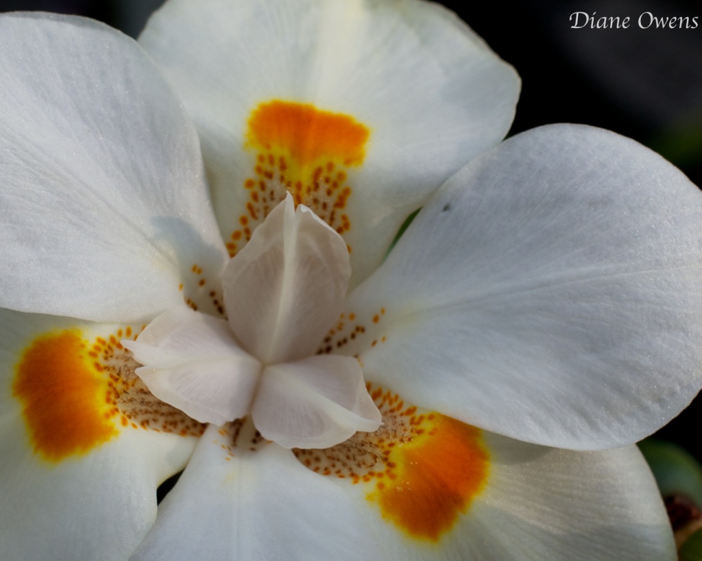 Louisiana Iris by eudora