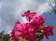 18th Aug 2011 - Pink Flowers