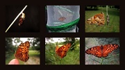 18th Aug 2011 - My Butterfly Story
