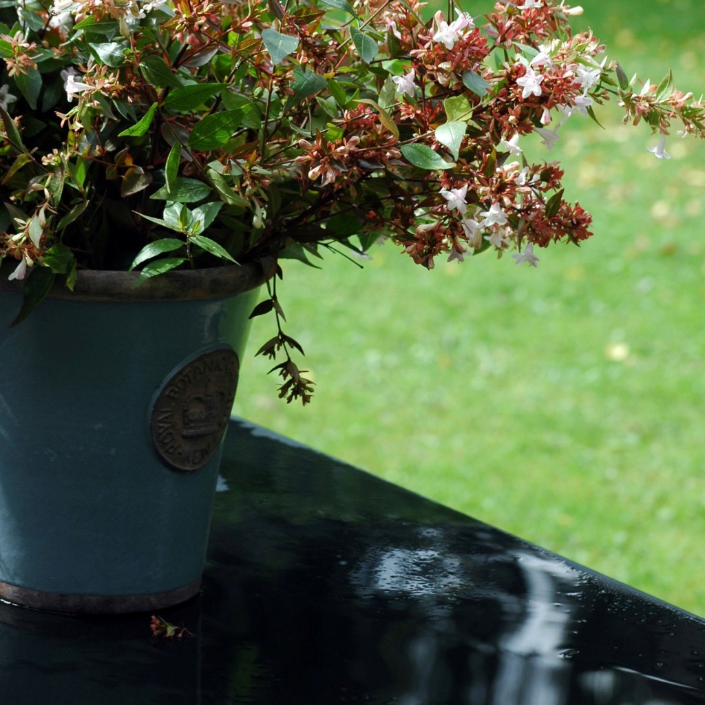 Abelia in the Kew pot by parisouailleurs