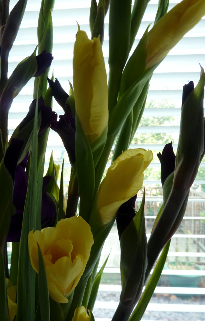 Yellow and Purple Gladioli by karendalling