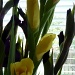 Yellow and Purple Gladioli by karendalling