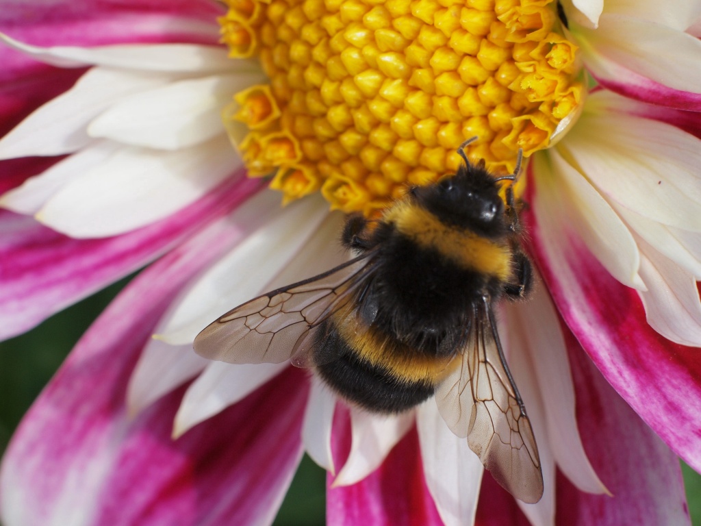 Bee & Dahlia by mattjcuk