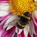 Bee & Dahlia by mattjcuk