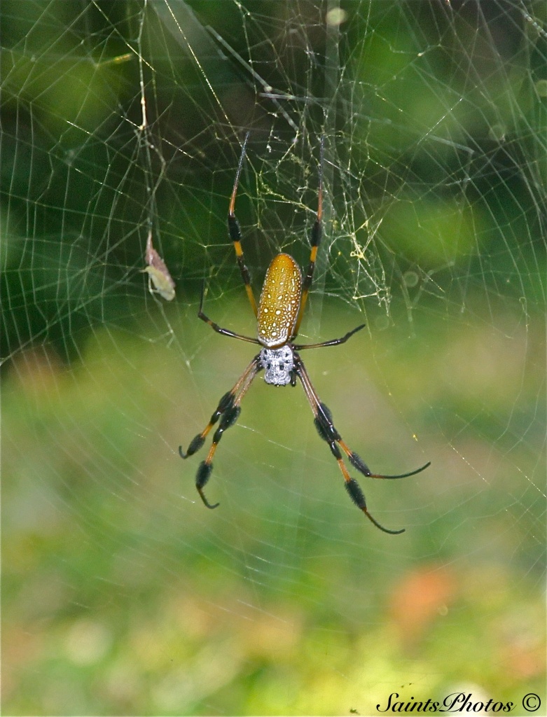Top of Argiope Spider by stcyr1up