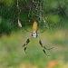 Top of Argiope Spider by stcyr1up