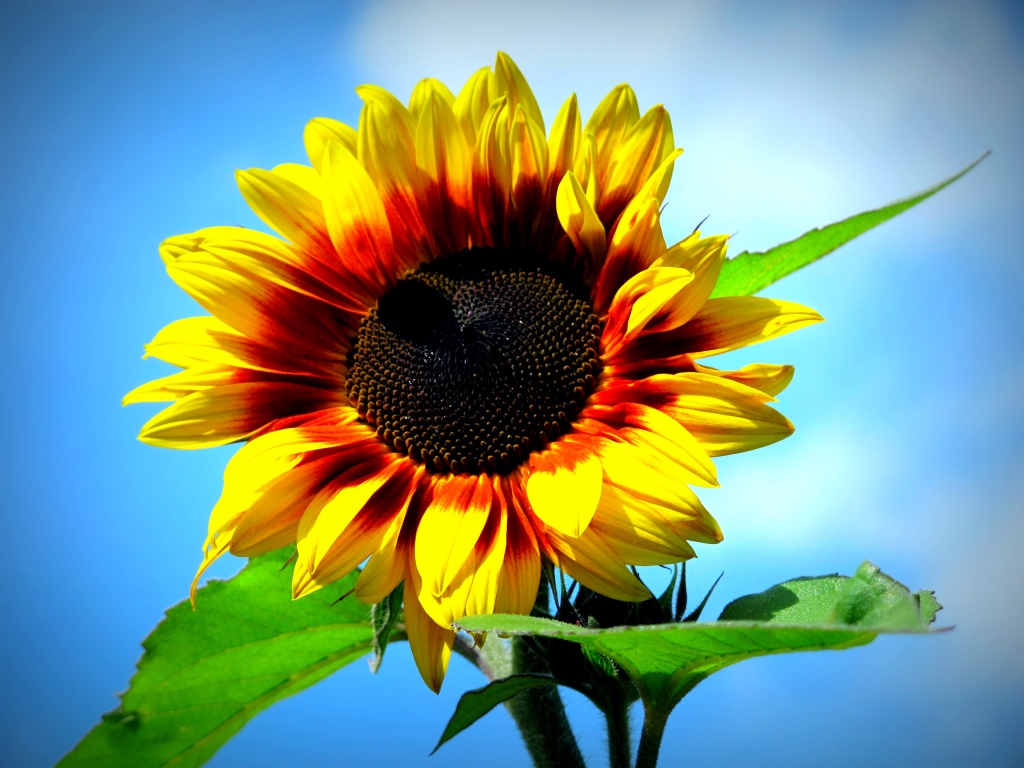 Sunflower (II) by halkia
