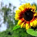 Sunflower (III) by halkia