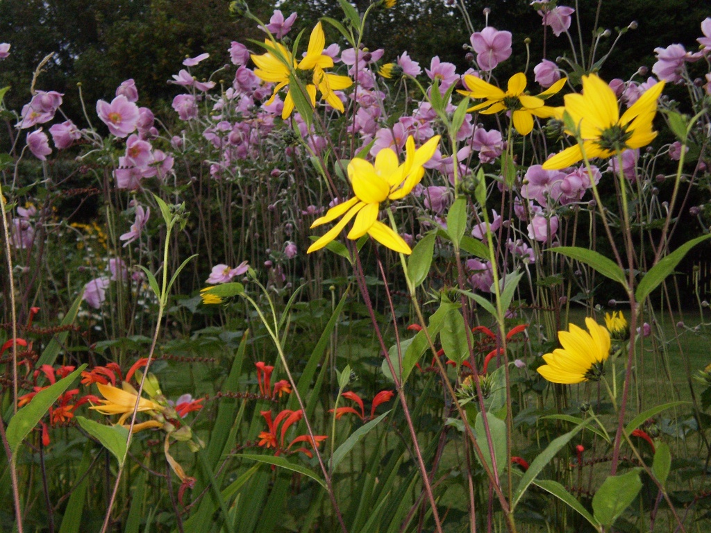 Summer flowers by snowy