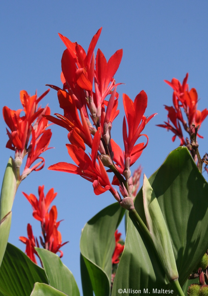 Red Canna by falcon11
