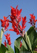 20th Aug 2011 - Red Canna