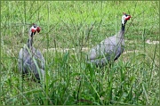 20th Aug 2011 - Guinea Hens