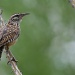 A Cactus Wren by kerristephens