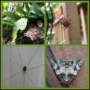 29th Apr 2011 - Bug Collage