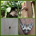 Bug Collage by olivetreeann