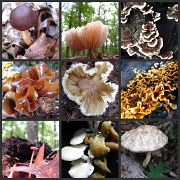 27th Apr 2011 - Another Mushroom Collage!