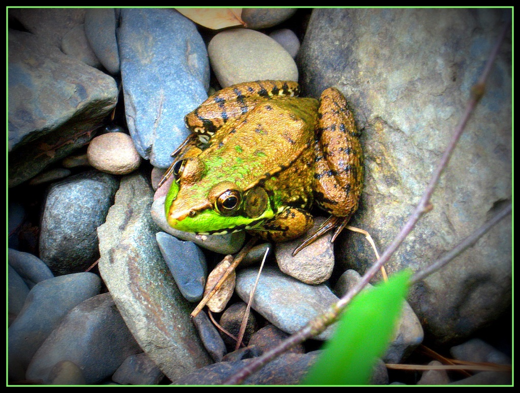 Frog! by olivetreeann