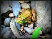 21st Apr 2011 - Frog!
