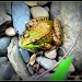 Frog! by olivetreeann