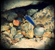 20th Aug 2011 - can a blue wren have pigeon toes?
