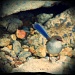 can a blue wren have pigeon toes? by ltodd