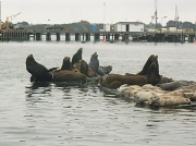 20th Aug 2011 - Sea Lions and Harbor Seals