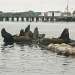 Sea Lions and Harbor Seals by pandorasecho